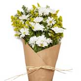 Darling Daisy Wrapped Bouquet