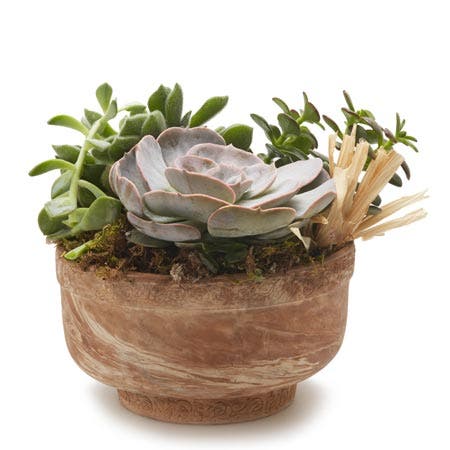 Succulents Dish Garden
