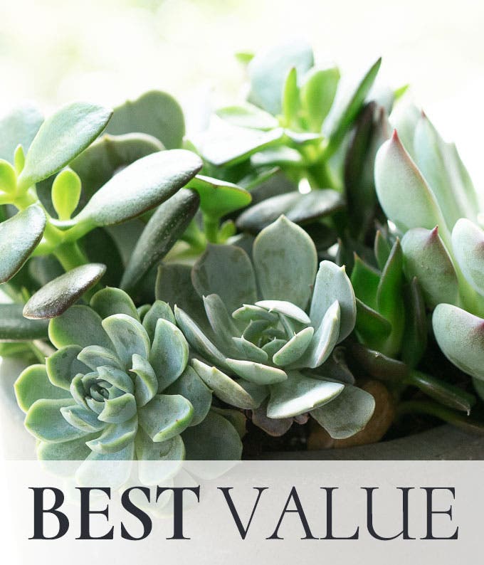 Discount Succulent Plant Garden - Florist Designed
