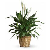 Lily Spathiphyllum Plant