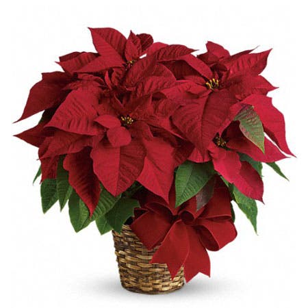 Velvet Poinsettia Plant