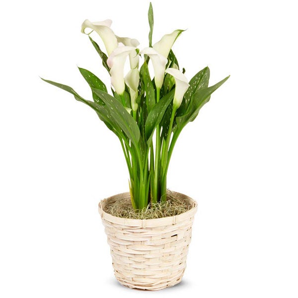 Whimsical White Calla Lily Potted Plant at Send Flowers