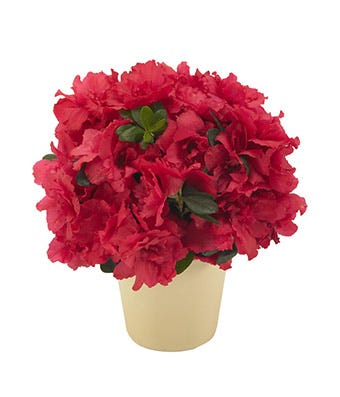 Abundant Azalea Plant