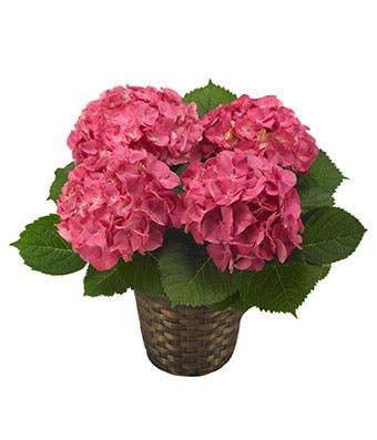Pink Hydrangea Plant