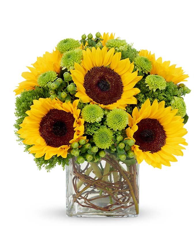 A bouquet of Sunflowers, Neon-Green Button Poms, Green Hypericum and Jade Trachelium in a Modern Square Vase