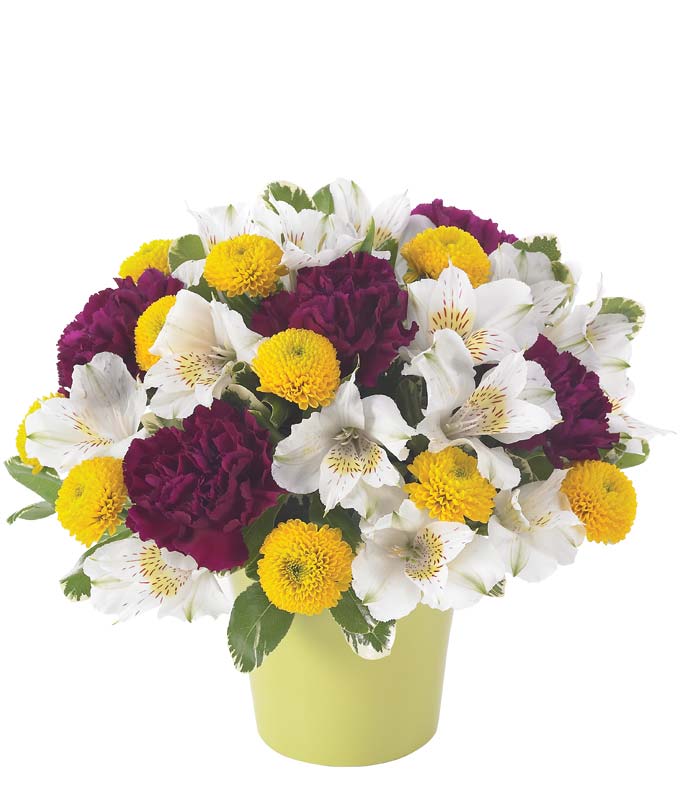 Mauve carnations, white alstroemeria and yellow button poms in yellow pot