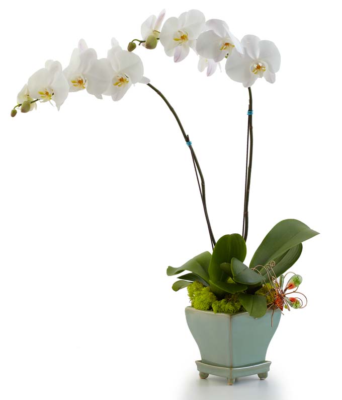 Opulent Orchids - Double