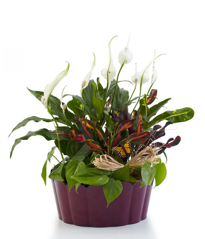 Plants-A-Plenty - Deluxe
