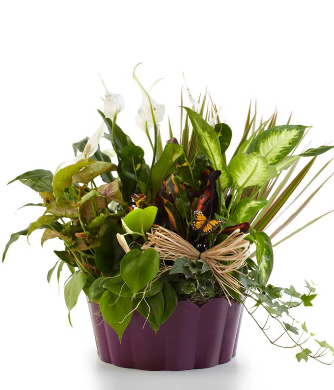 Plants-A-Plenty - Large