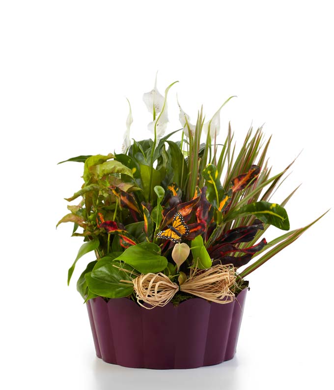 Plants-A-Plenty - Small 