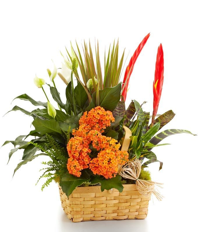 Bountiful Blooming Dish Garden Basket 