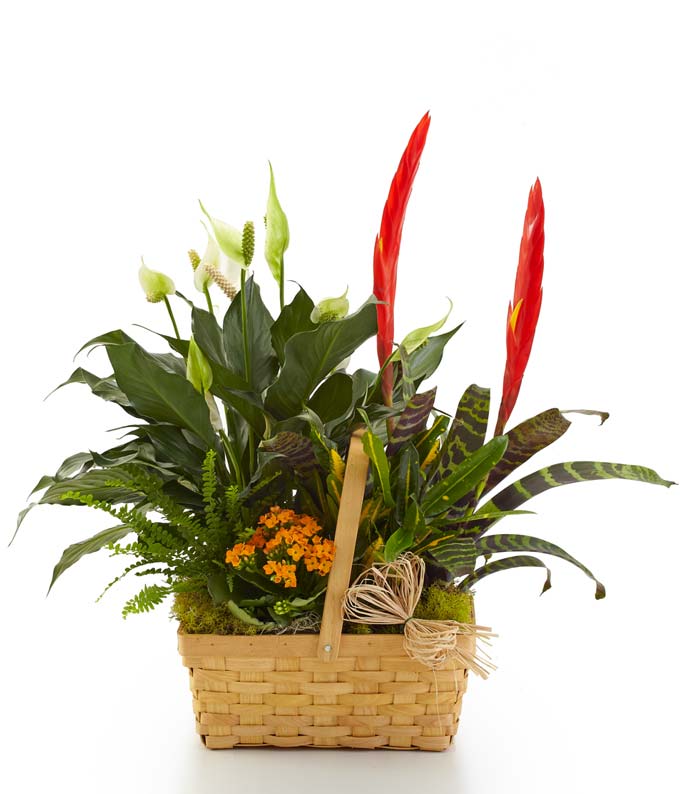 Dish garden plant delivered in a woven basket