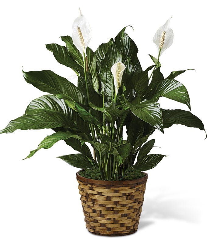 Peace lily plant delivered in a planter 