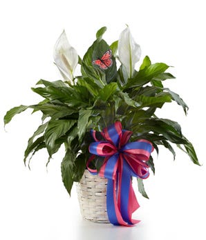 Classic Peace Lily - Deluxe