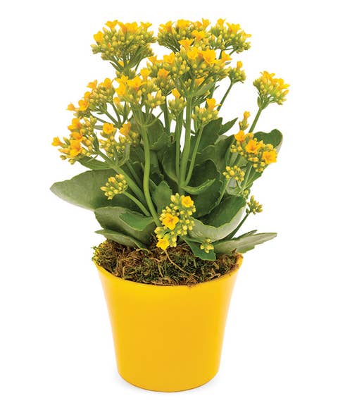 Sending Sunshine Potted Kalanchoe