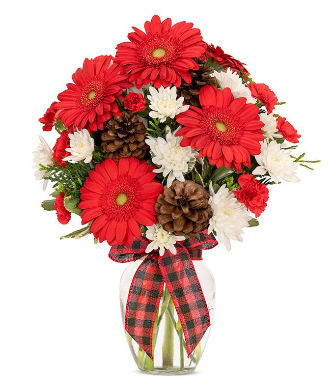 Bright red gerbera daisies, with fluffy white mums arranged with assorted Christmas greens and pinecones in a vase with red and black plaid ribbon.