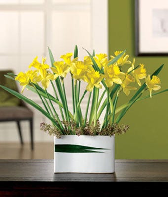 Daffodil Delight