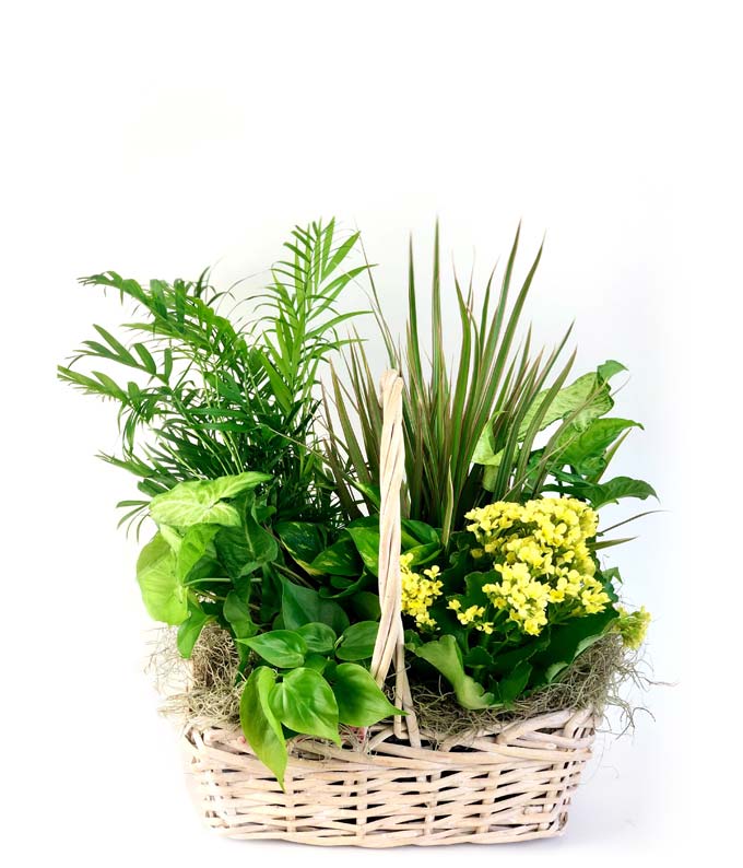 European Dish Garden 