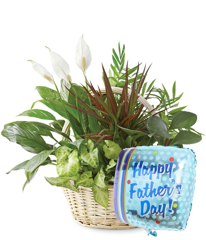 Dish Garden in a Woven Basket with Father's Day Mylar Balloon
