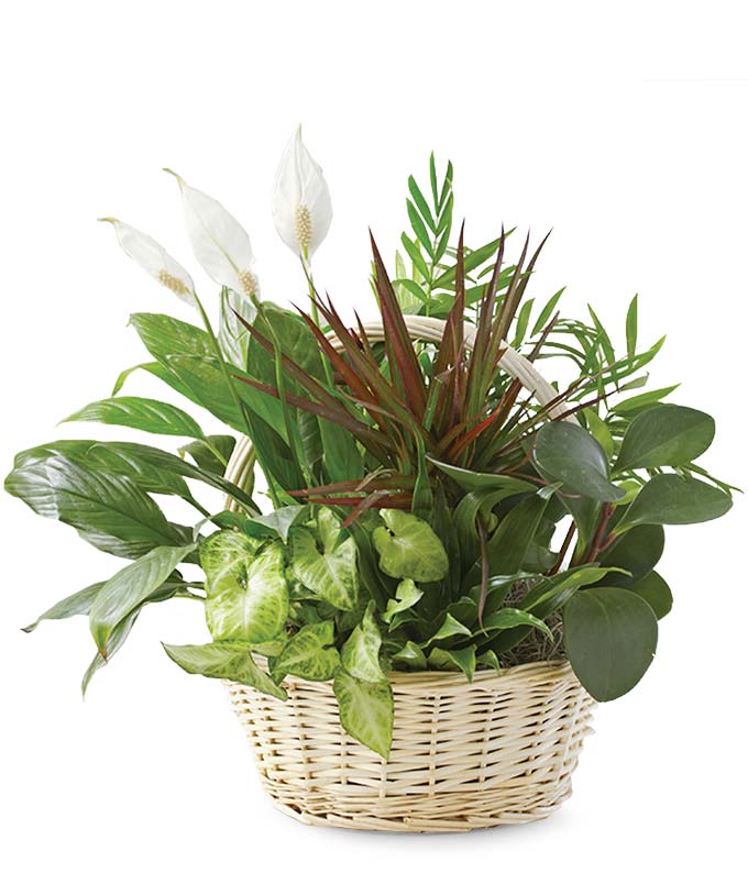 Dish garden plant in a basket