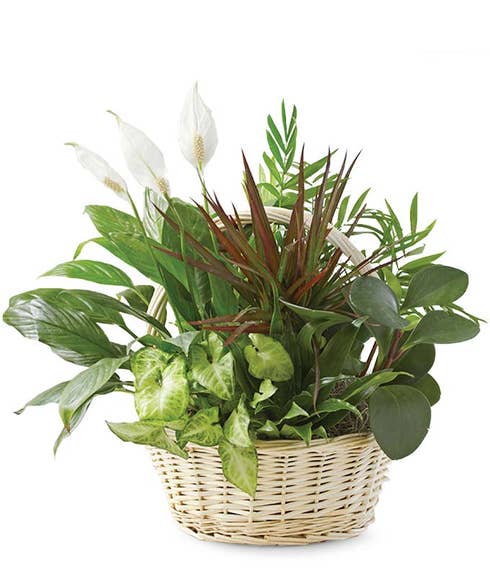 Send plants today with our classic dish garden for plant delivery