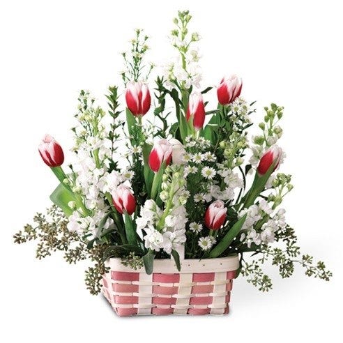 Triumphed Tulips