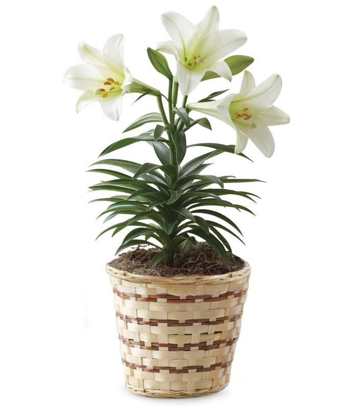 Easter Sentiments Lily Plant