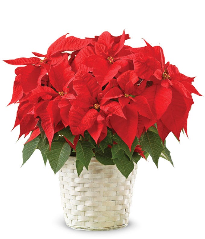 Poinsettia Plant for delivery this Christmas