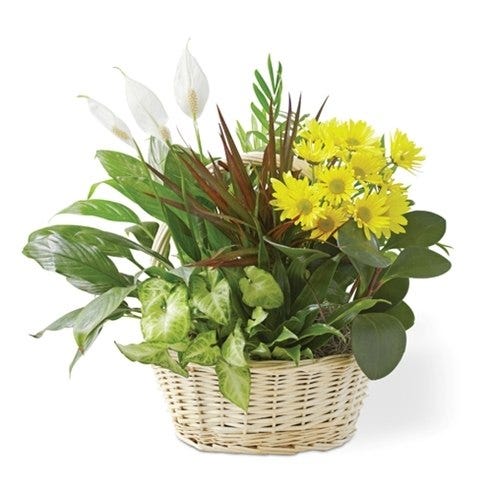 Dish Garden With Fresh Cut Flowers for Sympathy