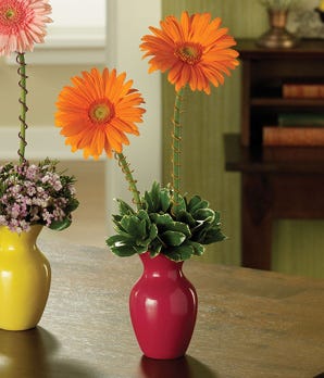 Gerbera Greetings