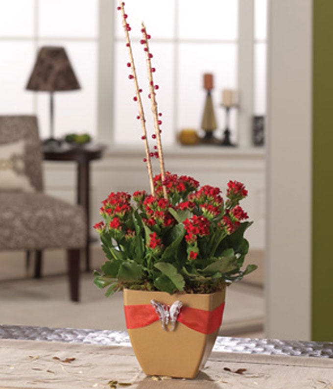 Red Kalanchoe plant in decorative pot