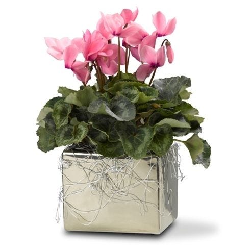 Pink Cyclamen Floral Plant