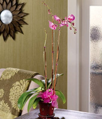 Purple orchid plant hand delivered in pot