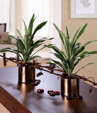 Dracaena warneckii plant for delivery in planter