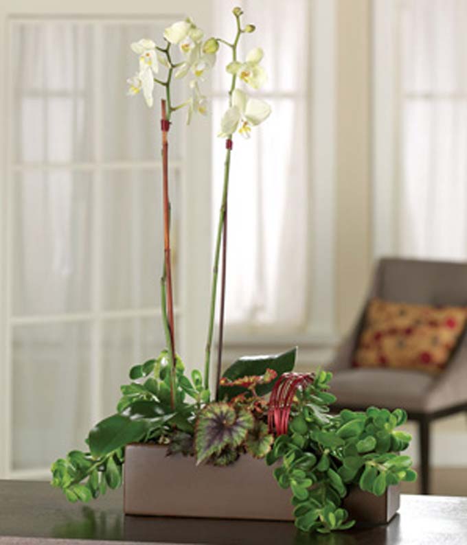 White orchid plant delivered by florist in planter