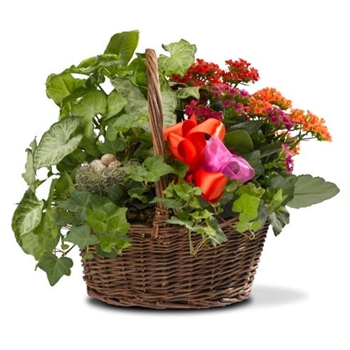 Kalanchoe plant arranged in woven basket