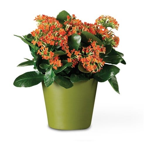 Colorful Kalanchoe!