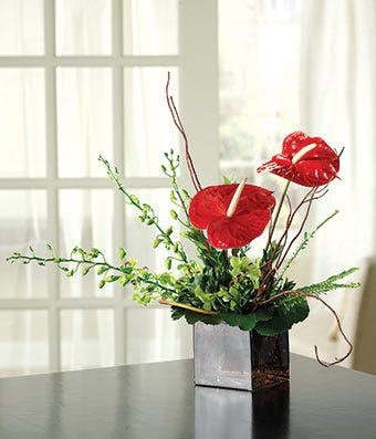 Contemporary  Anthurium Garden