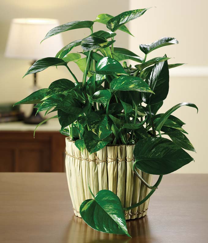 Philodendron Garden plant for delivery in USA