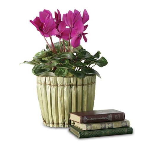 Classy Cyclamen