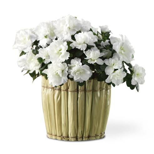 White azalea plant delivered in planter by florist