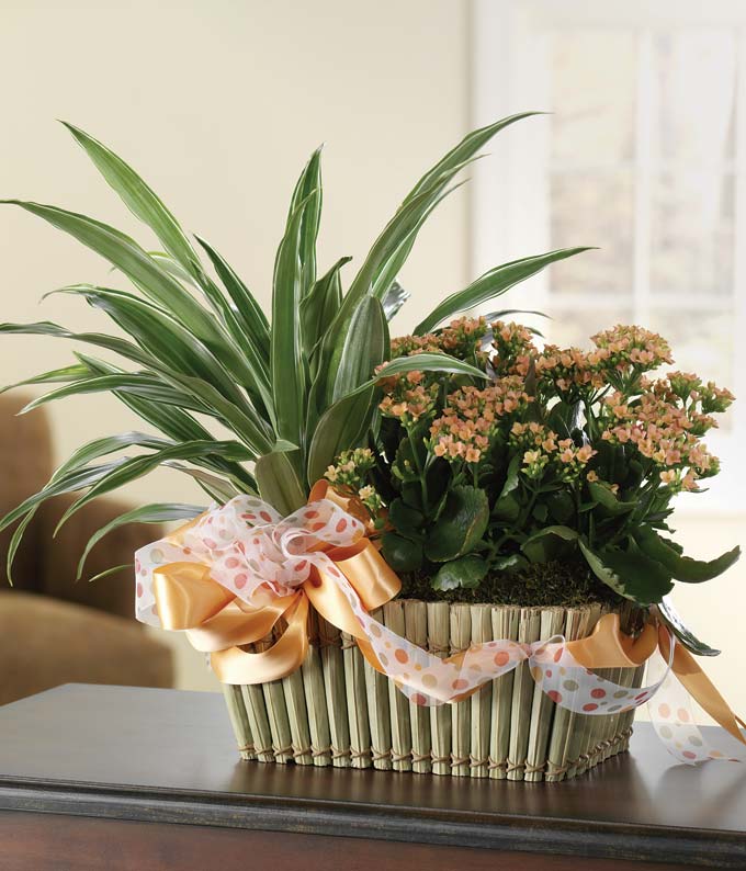 Kalanchoe and dracaena plant arranged in grass planter