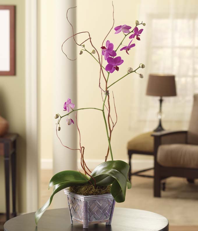 Opulent Orchids