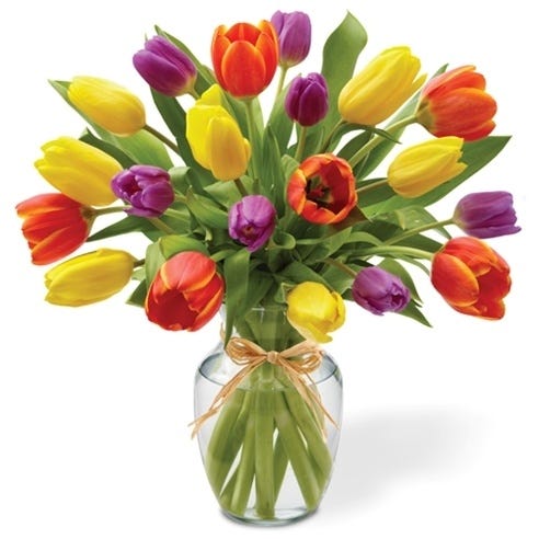 Tulips in Bloom