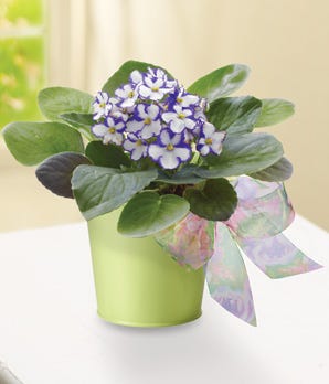 Violet in Green Planter