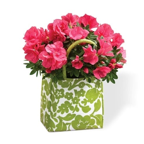 Pink Spring Plant for Her