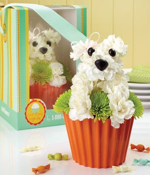 1-800-Flowers Pup-Cake in Bloom