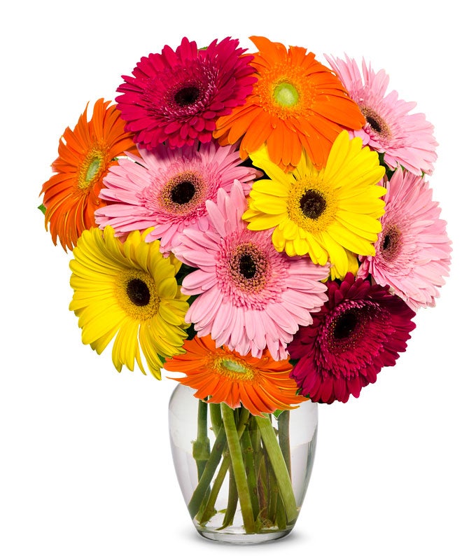 A Bouquet of 10 Pieces Gerbera Daisies Boxed Order