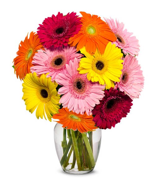 Gerbera daisies in a boxed flowers delivery of mixed daisies and cheap flowers