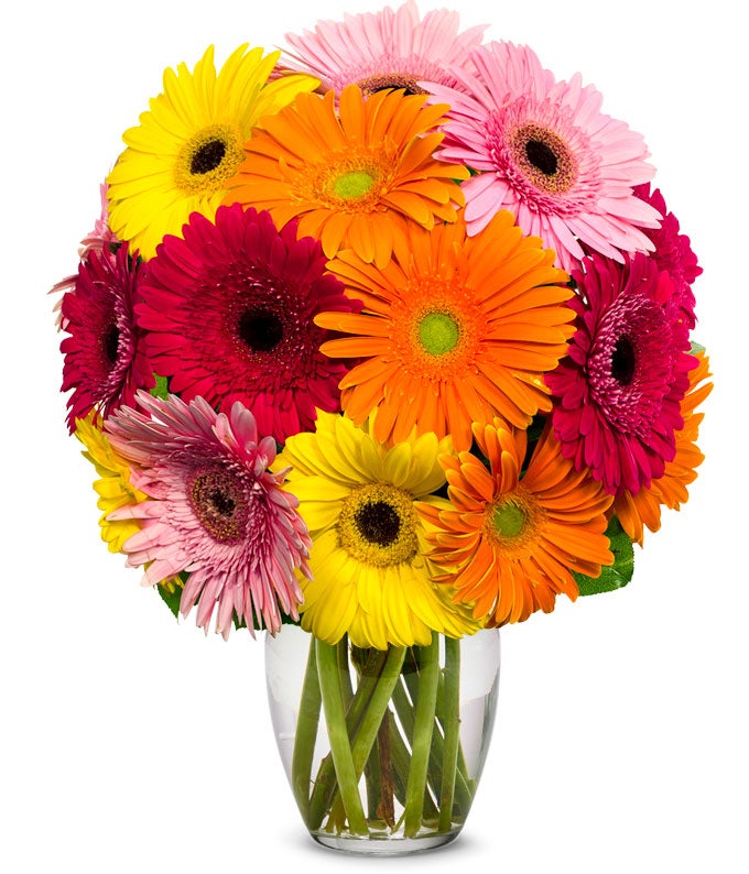 A Bouquet of 15 Pieces Gerbera Daisies Including  Various Colors